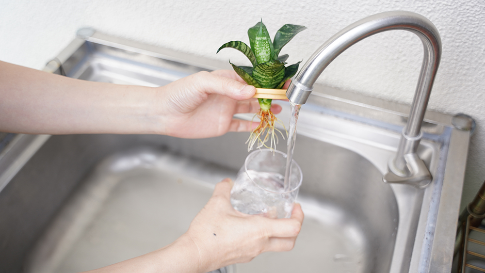 水耕栽培のサンスベリアの水替えの様子