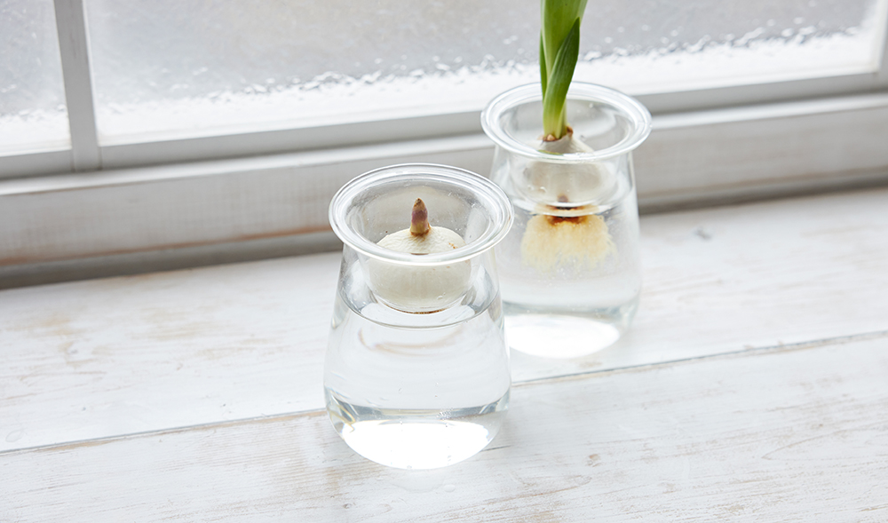球根の水栽培