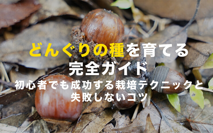 どんぐりの栽培