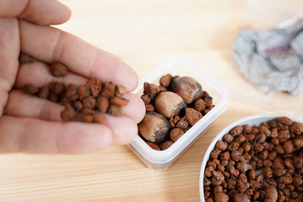 どんぐりをハイドロボールで育てている様子