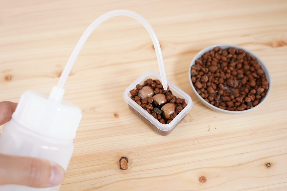 どんぐりを水耕栽培している様子