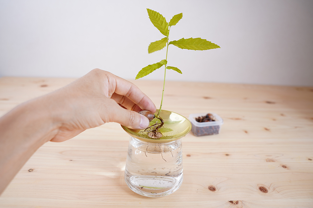 どんぐりを専用容器で水耕栽培している様子