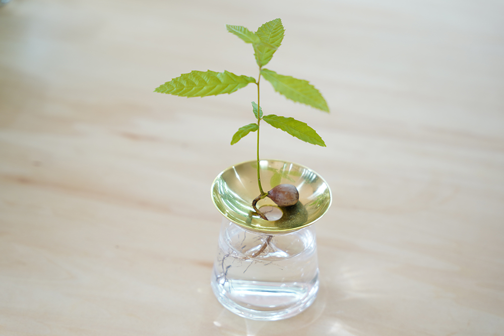 どんぐりの水耕栽培
