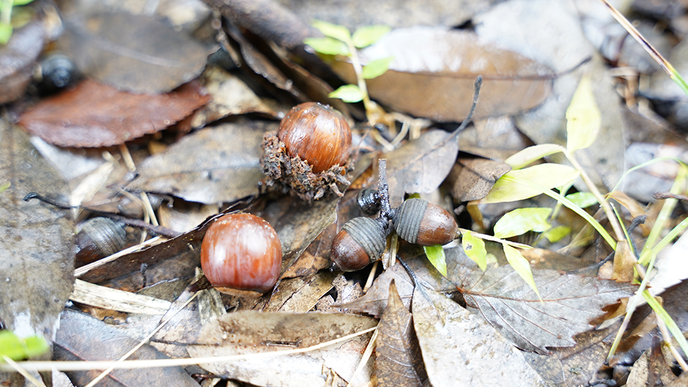 森に落ちているどんぐり