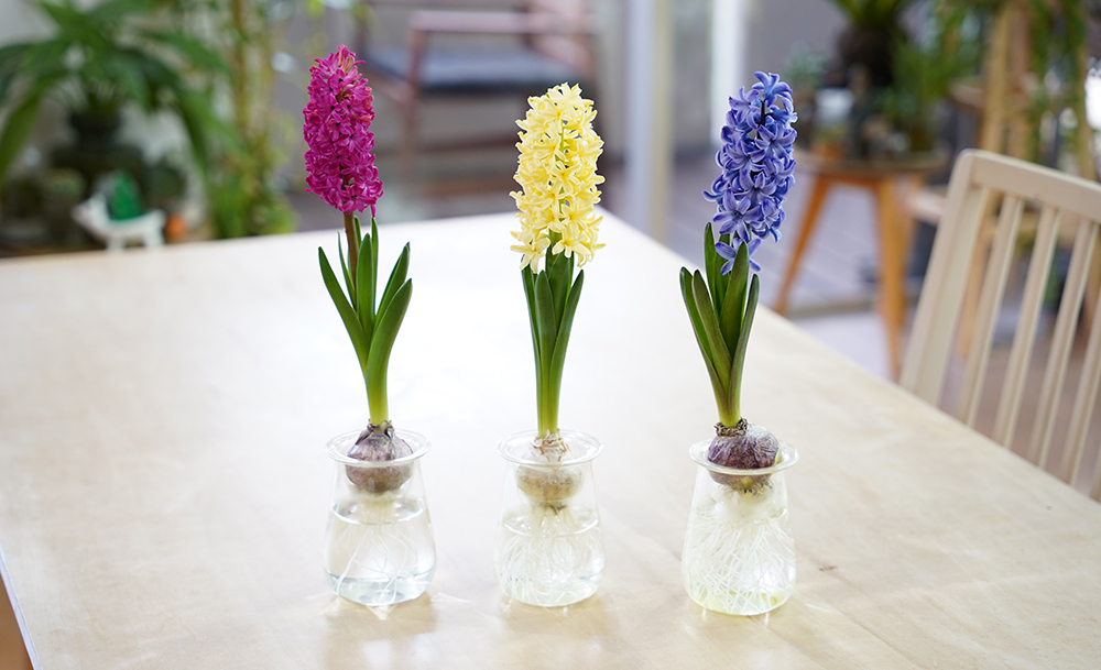 ヒヤシンスの球根の水栽培