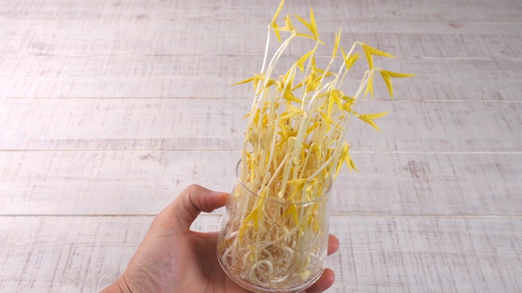 ダイソーのもやし