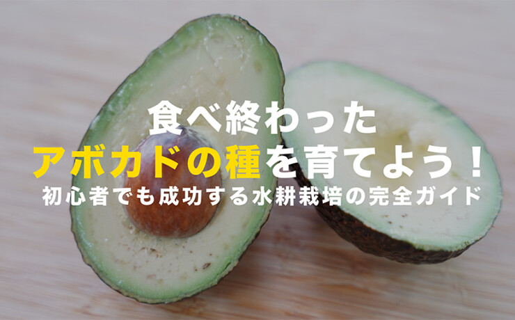 アボカドの種の水耕栽培