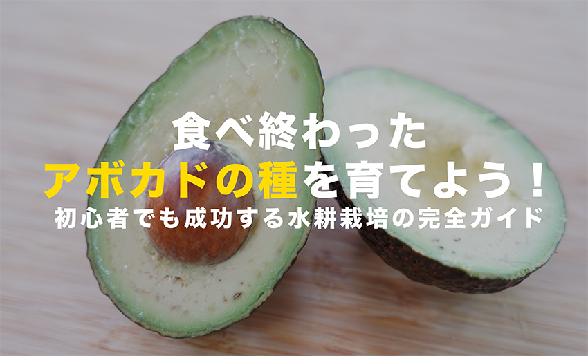 アボカドの種の水耕栽培