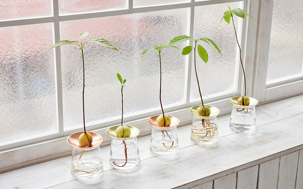 アボカドの種の水耕栽培