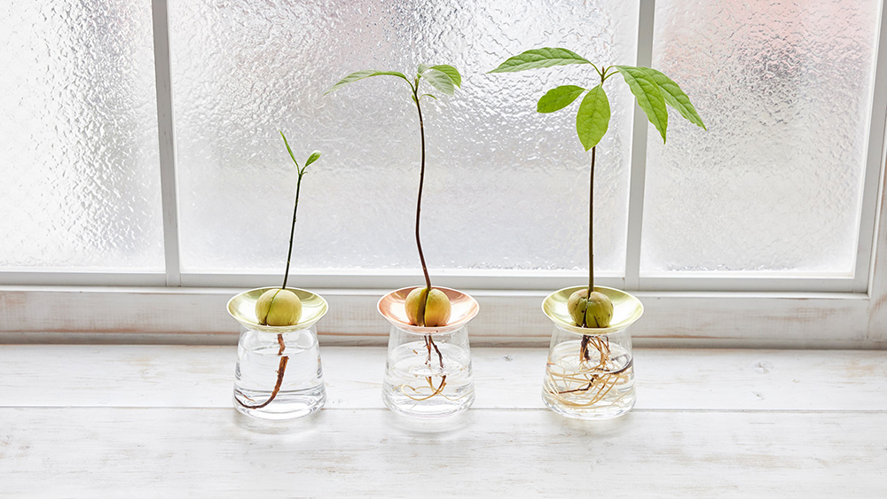 発芽したアボカドの種