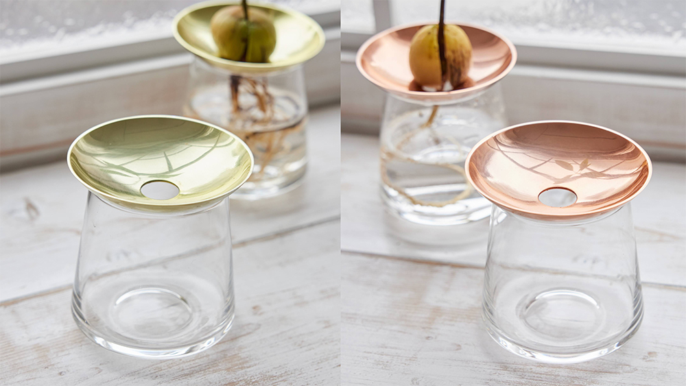 アボカドの種を水耕栽培で育てるための容器