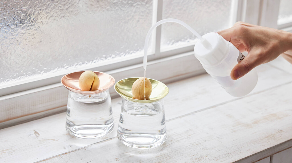 アボカドの種を栽培している様子