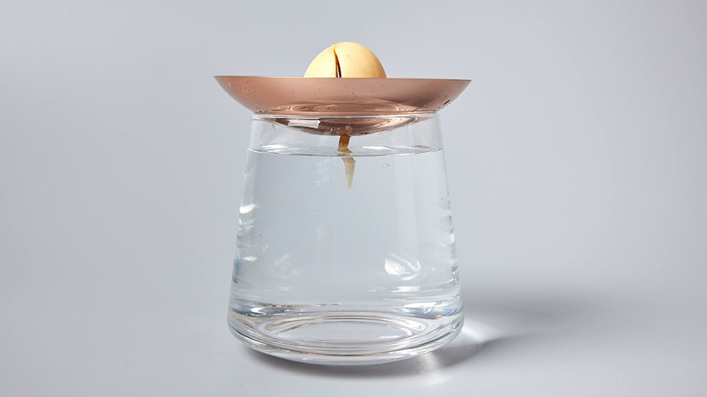 アボカドの種を水耕栽培している様子