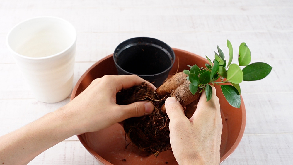 ガジュマルを水耕栽培に移行させている様子