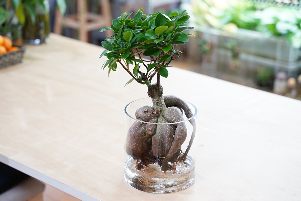 ガジュマルの水耕栽培