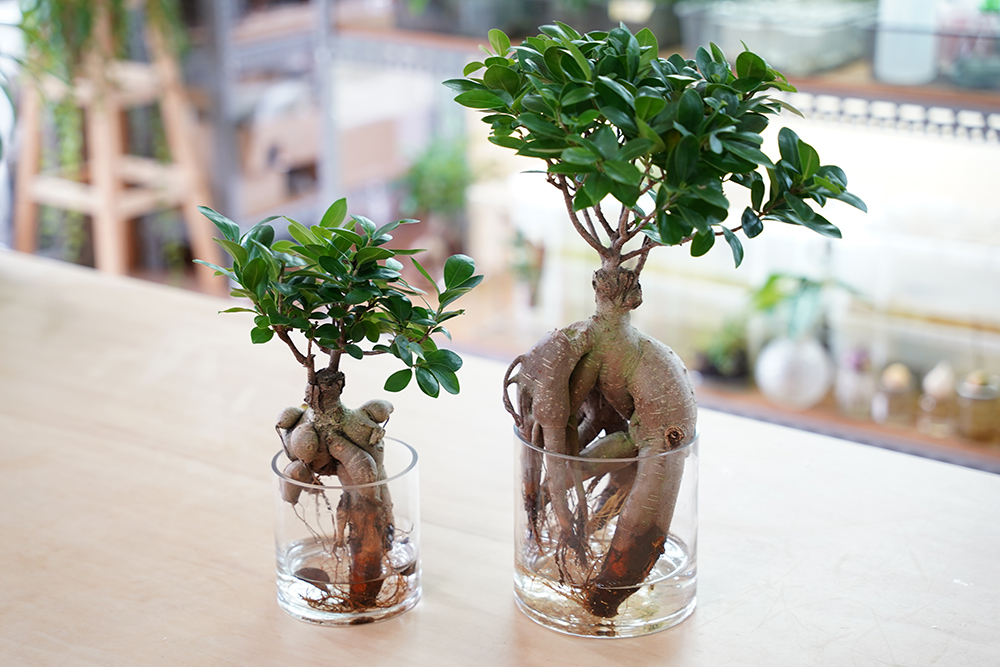 ガジュマルの水耕栽培