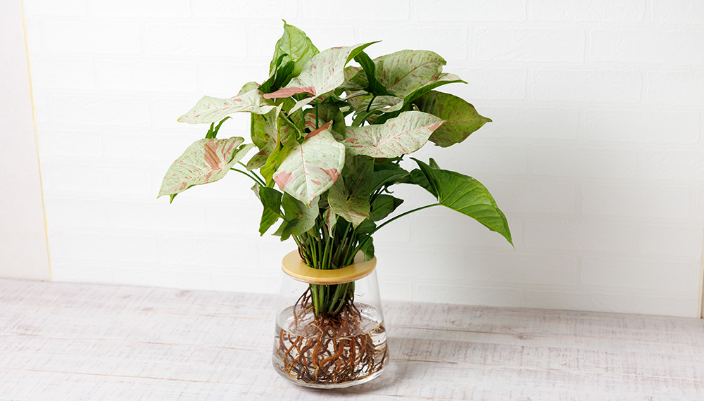 シンゴニウムの水耕栽培