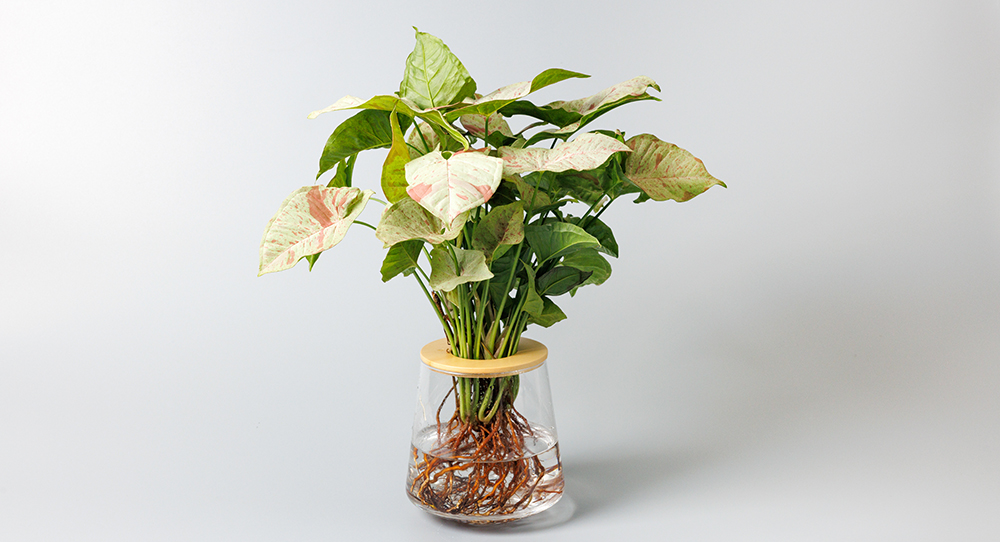 シンゴニウムコンフェッティ