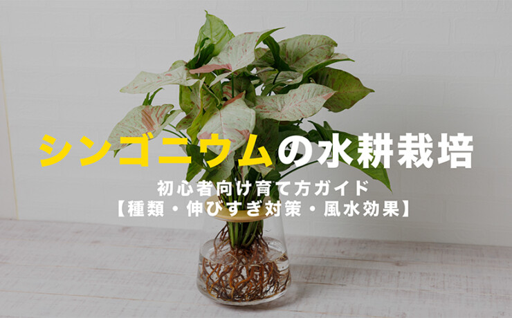 シンゴニウムの水耕栽培