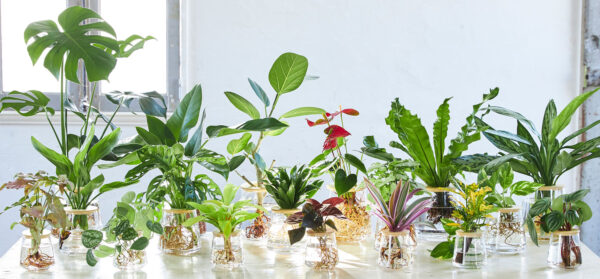 観葉植物の水耕栽培