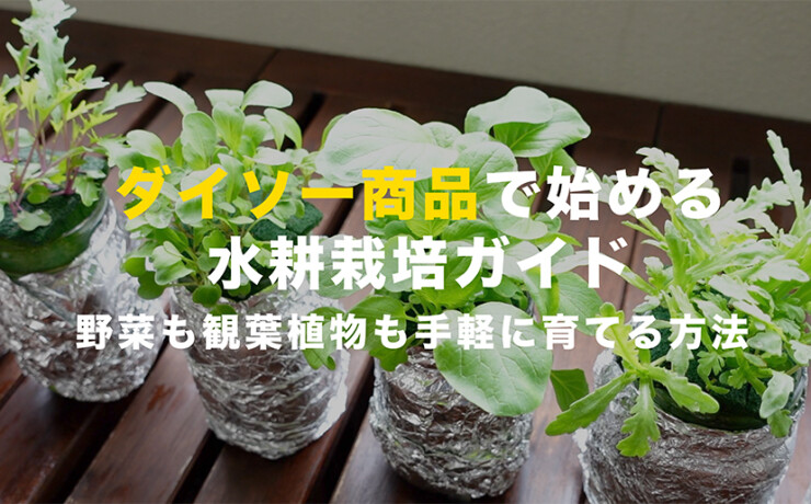 ダイソーで野菜栽培、観葉植物栽培