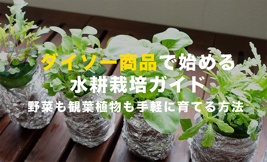 ダイソーで野菜栽培、観葉植物栽培