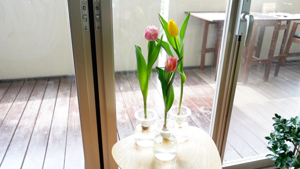 チューリップの球根の水栽培