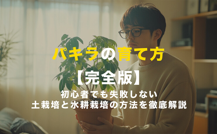 パキラの育て方