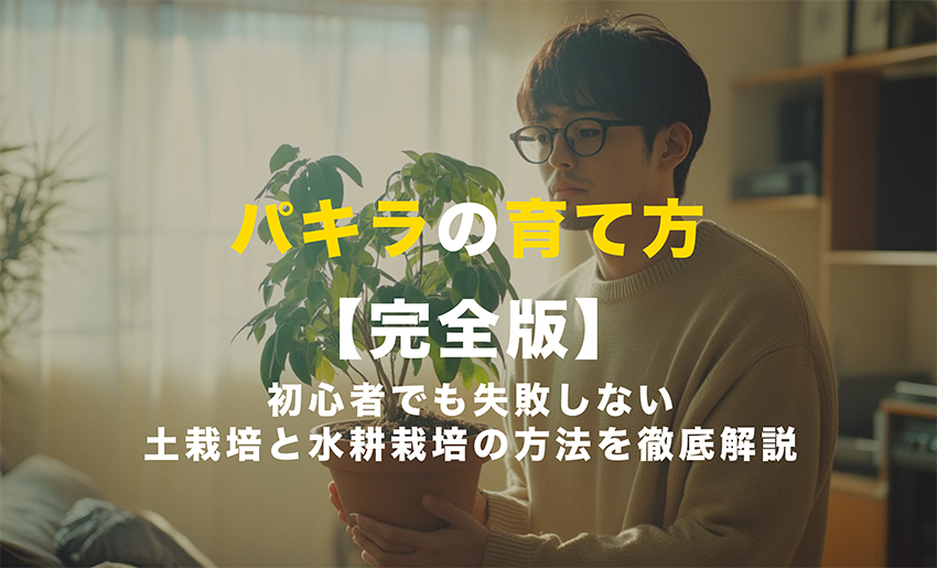 パキラの育て方