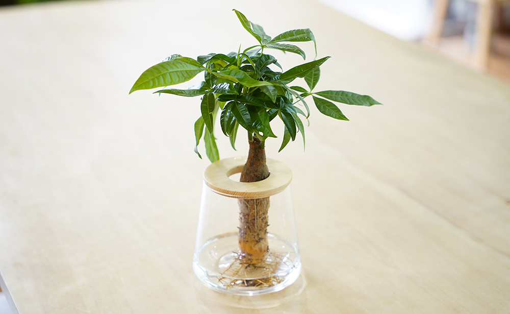 水耕栽培のパキラ