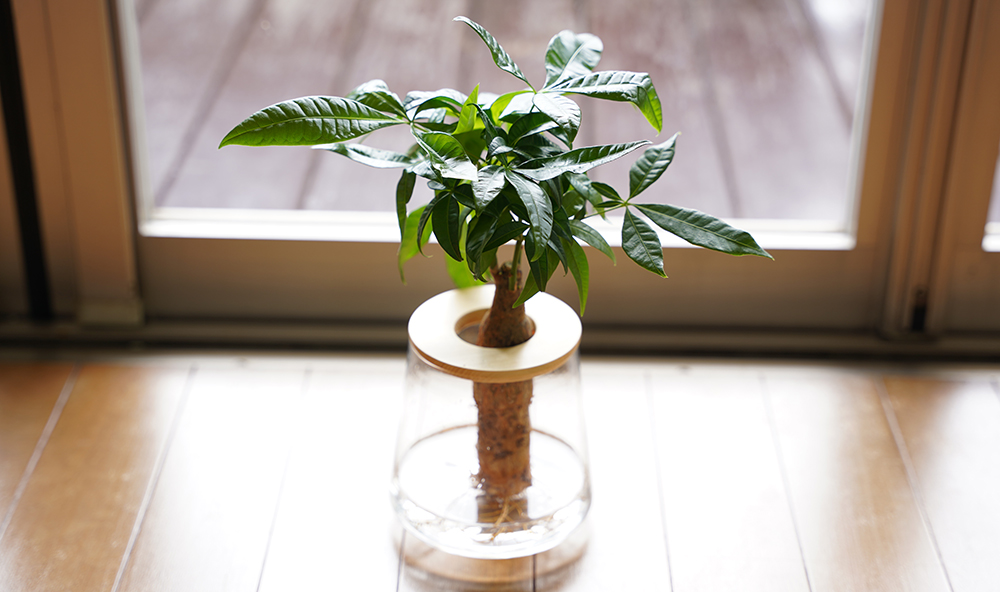 パキラの水耕栽培