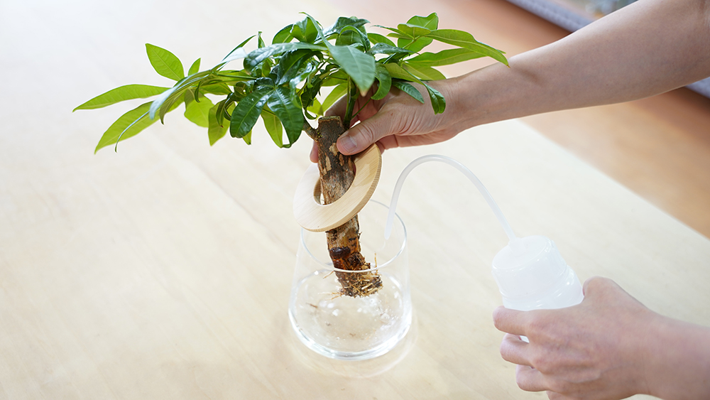 パキラの水耕栽培