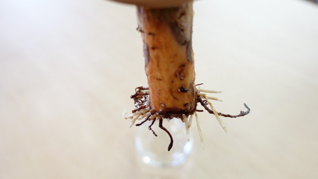 パキラの水耕栽培