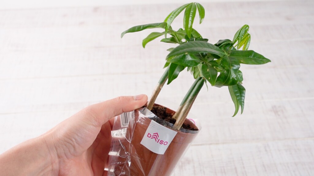 ダイソーのパキラ