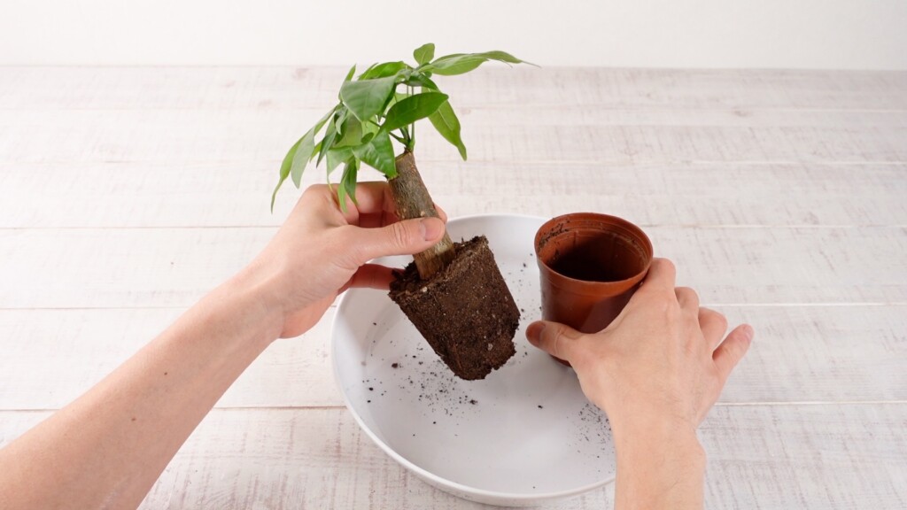 パキラを水耕栽培に移行している様子