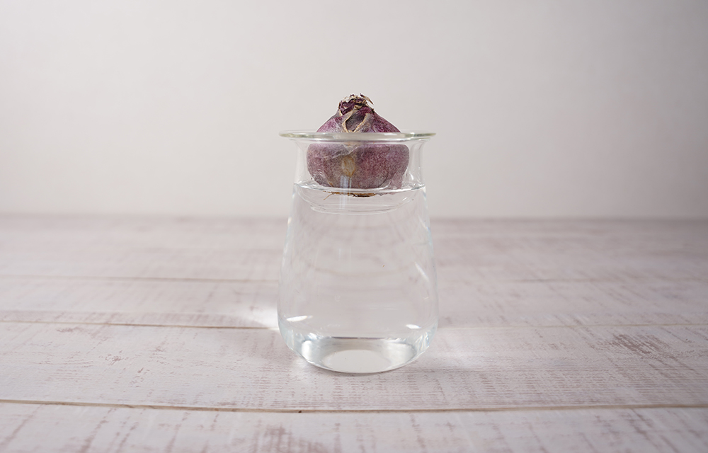 球根を水耕栽培の容器にセットした様子