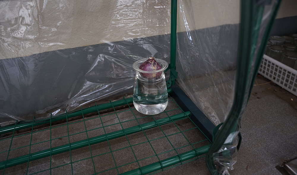 暗い場所で球根を育ててる