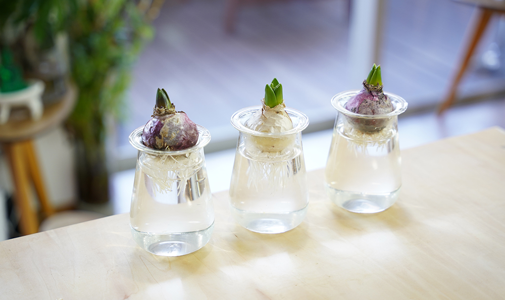 ヒヤシンスの球根の水栽培