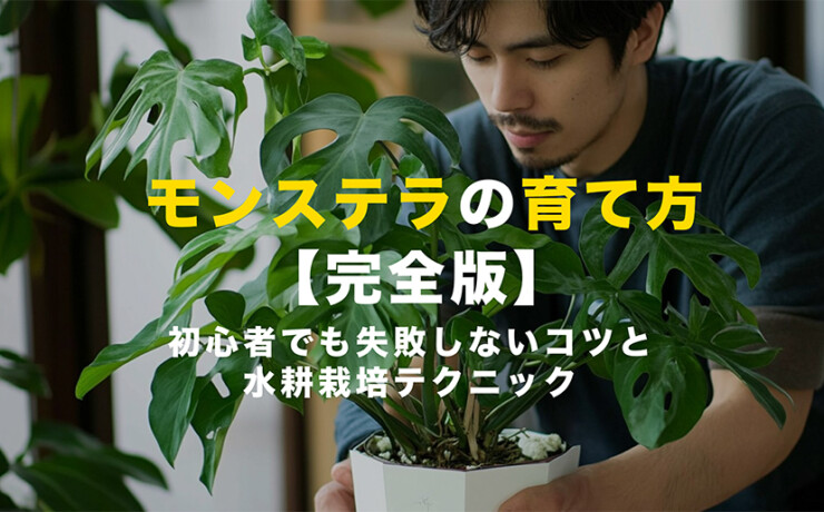 モンステラの育て方