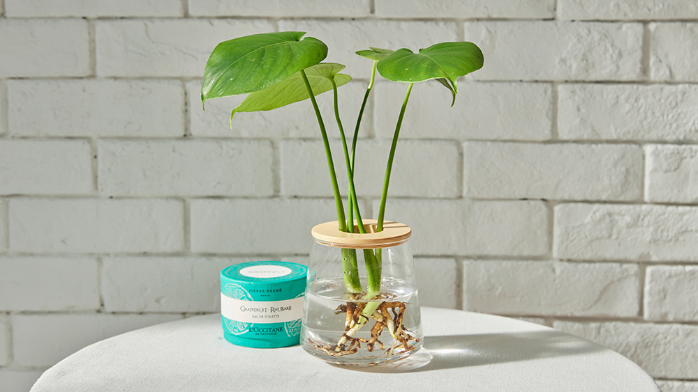 モンステラの水耕栽培