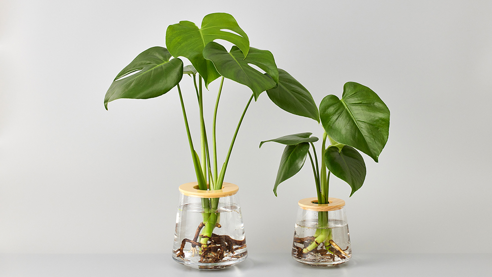 モンステラの水耕栽培