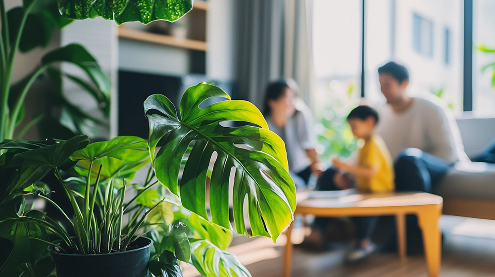 モンステラの育て方