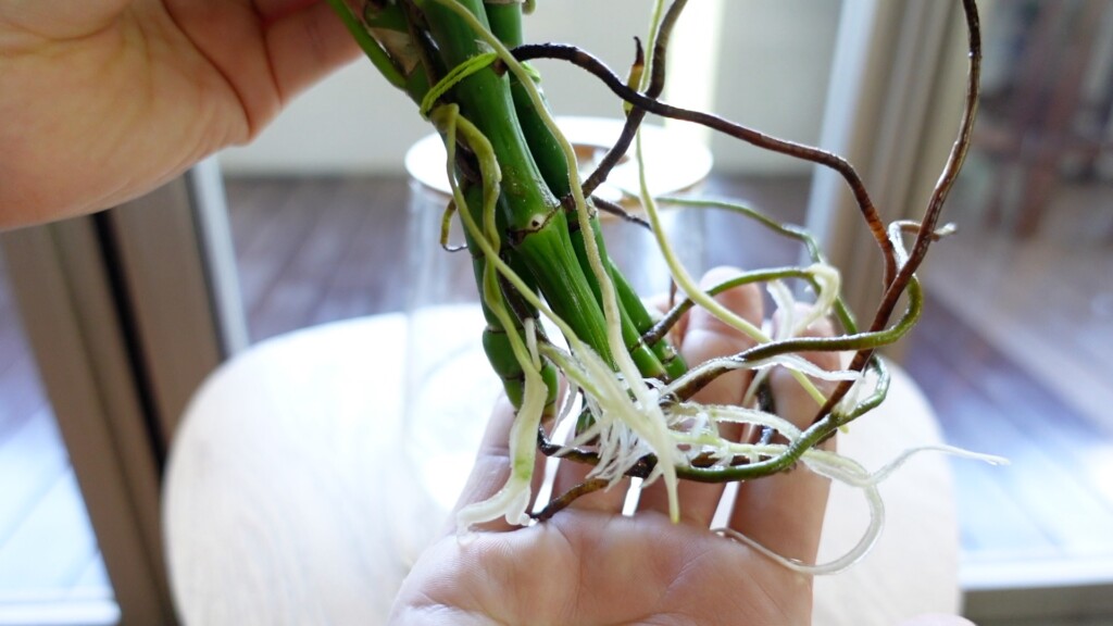 モンステラの水挿し