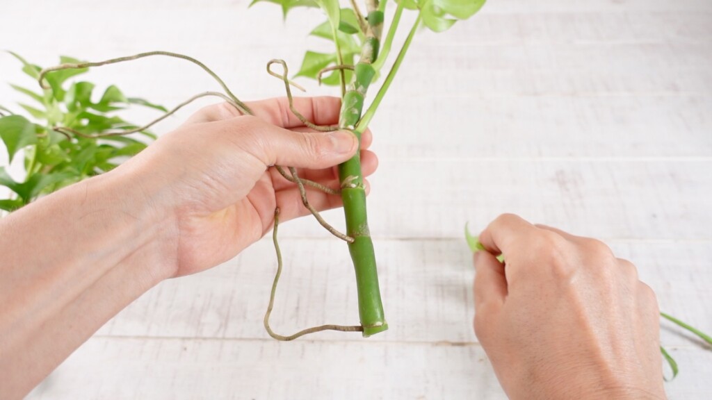 モンステラの水挿し