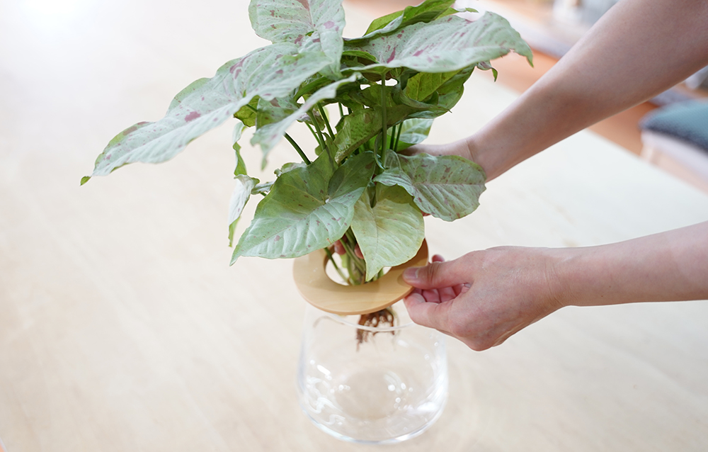 シンゴニウムを器に入れている様子