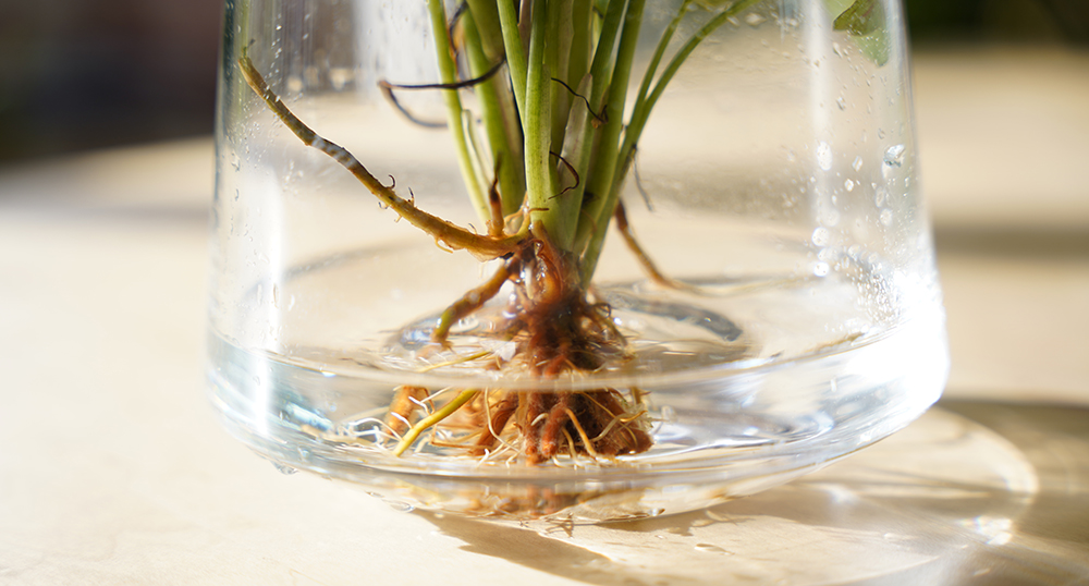 水耕栽培のシンゴニウムの器に水が入った様子