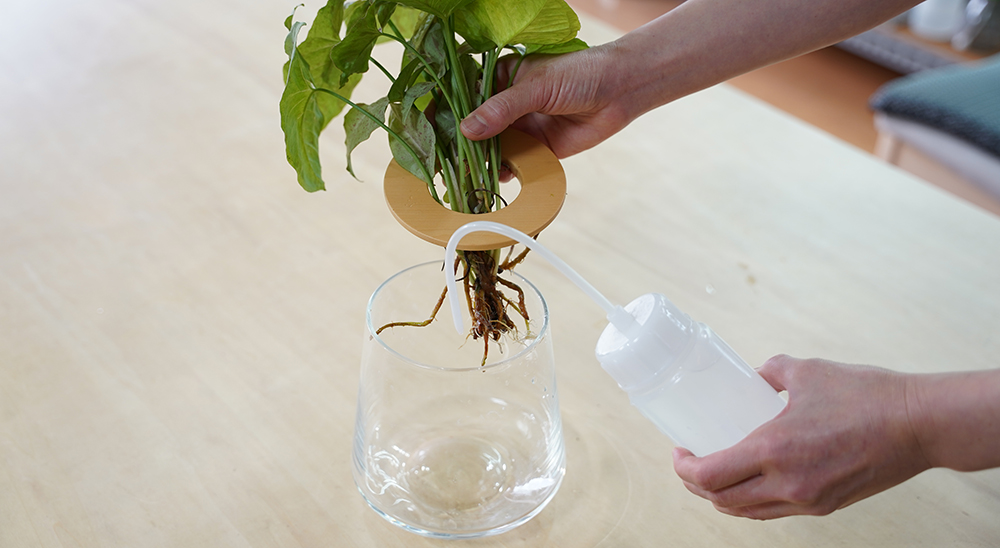 水耕栽培のシンゴニウムに水を補水している様子