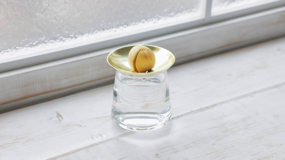 アボカドを明るい場所で水耕栽培で育てている様子