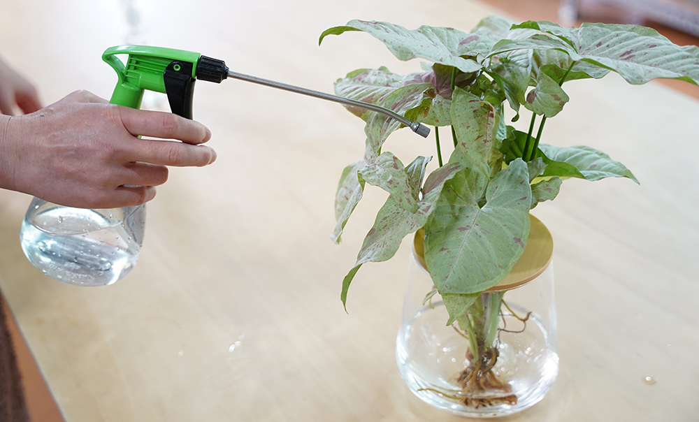 シンゴニウムに液体肥料を葉面散布している様子