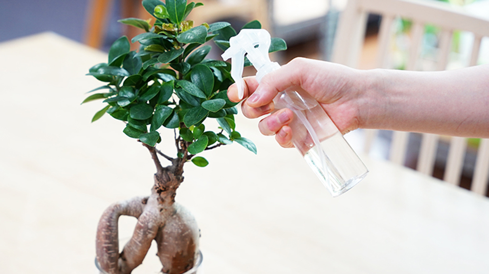 ガジュマルに葉水をしている様子